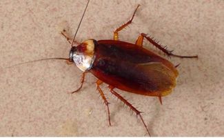 养殖蟑螂有什么用 蟑螂的药用价值 