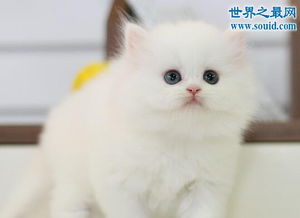 阿什拉猫是世界上最贵的猫,每只猫的价格是1