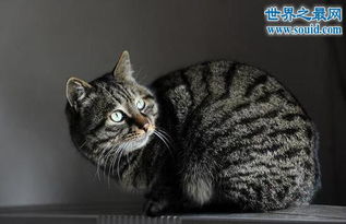 世界十大最贵的猫咪,阿什拉混血猫 高达61万元 2 