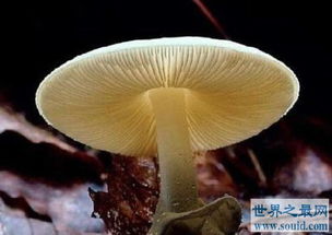 死天使蘑菇是一种含有致命毒素的真菌