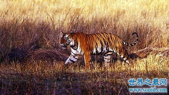 地球上体型最小的虎类 爪哇虎 人虎大战导致其灭绝 2 