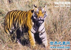 地球上体型最小的虎类 爪哇虎 人虎大战导致其灭绝 
