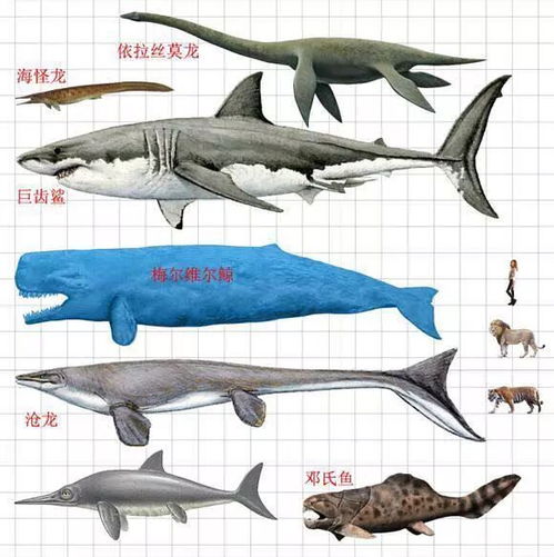 史前巨兽 史前巨齿鲨 来袭,肆虐海洋 它真的存在吗 史前最恐怖的五种鱼类,巨齿鲨一口就可以吞掉霸王龙