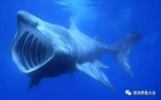 每日一鱼 姥鲨,世界上第二大的鱼类