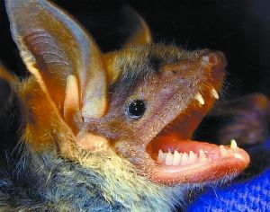 大足鼠耳蝙蝠是在中国发现的稀有物种,已被列入中国生物多样性红