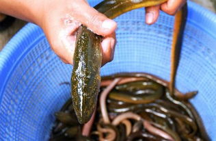 水中人参 鳗鱼苗多少钱一条 建设个鳗鱼养殖场需要多少钱 附养殖技术