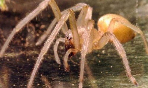 全球10大最毒蜘蛛,黑寡妇蜘蛛和漏斗网蜘蛛上榜,你见过吗