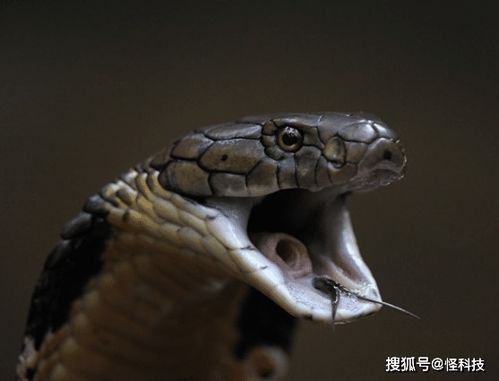 帝皇眼镜蛇王有多恐怖 可喷射毒液长达4米,毒蛇专家都不敢靠近