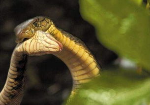 全球毒性最强的蛇,帝皇眼镜蛇王专吃同类 