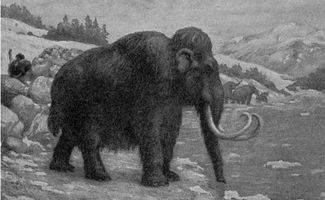 披毛犀的介绍及化石的发现 它灭绝的原因是什么 