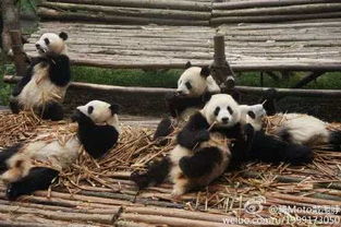 太漂亮 萍乡首次发现 水中大熊猫 ,你认识它吗 