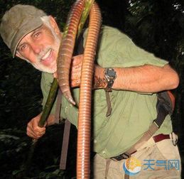 厄瓜多尔惊现巨型蚯蚓 体长1.5米吓呆众人 
