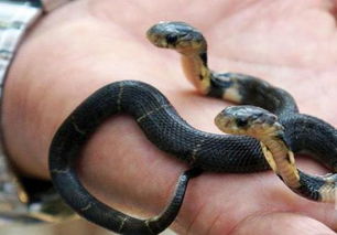 双头蛇厮咬打架 盘点全球十大罕见连体动物 组图 