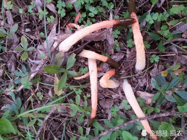 世界最丑的菌菇,浑身恶臭难闻,长在竹林下人称 蛇头