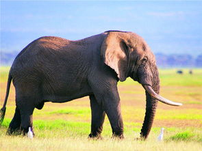 为什么大象死后,尸体还能站立不倒 真相让人很无语