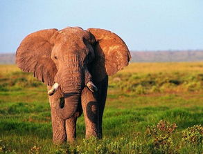 非洲大象死后尸体都会消失,到底发生了什么