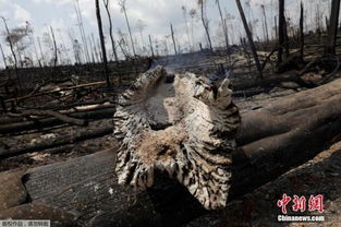 一场大火成 罗生门 巴西拒外国援助亚马孙雨林