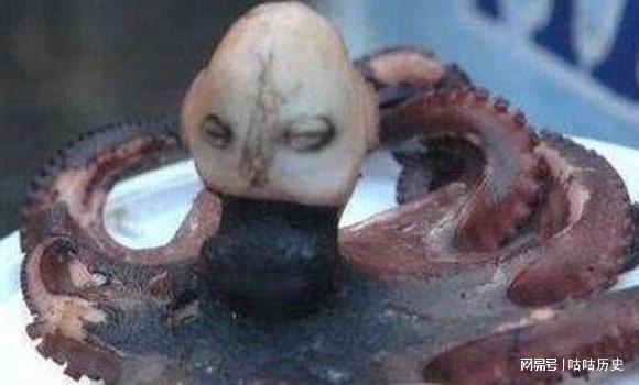 恐怖的印尼章鱼人,不仅长有类似人类的头,还会发出婴儿哭泣声