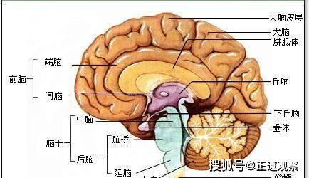 动物大脑中有一种化学记忆密码