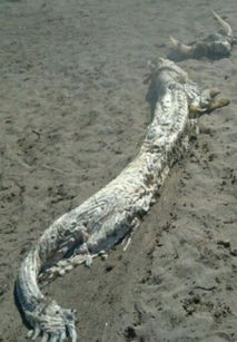 海滩惊现巨型白龙尸体,揭秘世界上是否真有龙的存在 