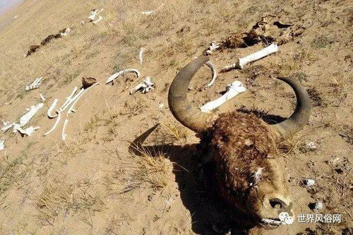 昆仑山口口相传的地狱之门 死亡谷未解之谜的真相