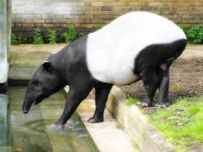 蚩尤的坐骑食铁兽,很有可能是这种动物,大家都误会大熊猫了