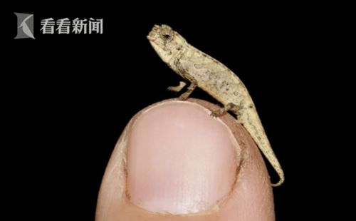 最新发现地球最小爬行动物，你根本想不到有多小 22毫米 地球上最新发现的物种