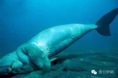 伊朗未知的海洋遗产 美人鱼