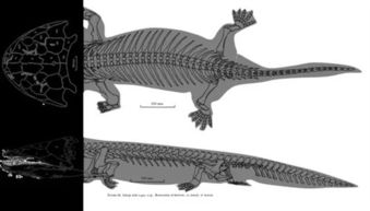鬼吹灯霸王蝾螈原型是它 吃恐龙的巨兽
