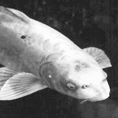 人面鱼是真的吗，是真的存在的 鱼头像人脸非常恐怖 人面鱼是真的吗