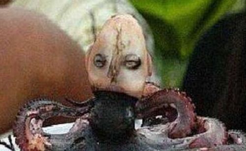 恐怖的的印尼章鱼人 人头章鱼身的诡异存在 发出哭啼声