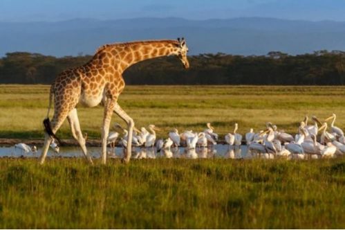 罕见白色长颈鹿 两只惨遭屠杀 为保护最后一只安装GPS追踪器