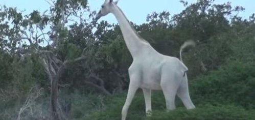 全球唯一一只白色长颈鹿 身装GPS追踪器,每小时发出警报