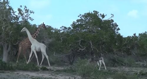 全球唯一一只白色长颈鹿 身装GPS追踪器,每小时发出警报
