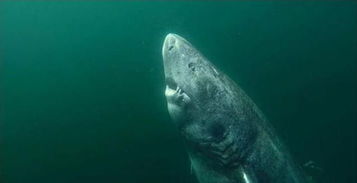 400岁的格陵兰鲨鱼,明朝的时候就出生了 它长寿的秘诀就是慢 400岁的格陵兰鲨鱼的孤独