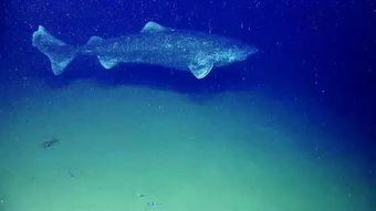 寻找格陵兰鲨鱼长寿的秘密 