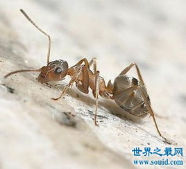 爆炸蚂蚁为什么会爆炸，一种防御措施 有腐蚀性液体喷出 爆炸蚂蚁为什么会爆炸