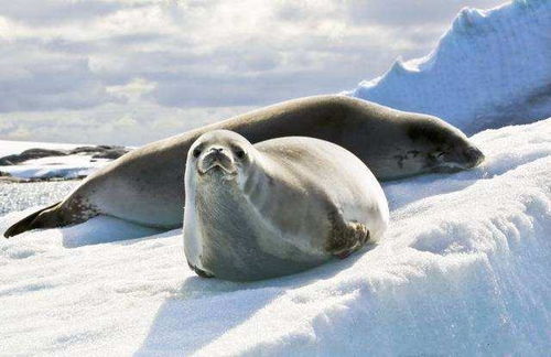 南极出现3米长的巨虫,能够吞噬海豹,它到底是什么