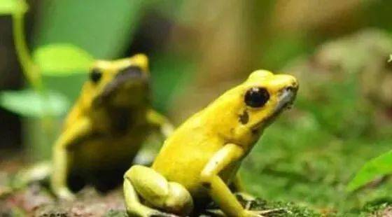 青蛙颜色越鲜艳,毒性越强 黄金箭毒蛙1克毒液3分钟能杀死人