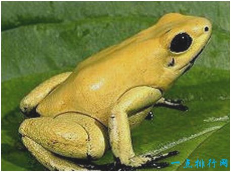 世界上最毒的蛙,黄金箭毒蛙三分钟能毒死十名成年人
