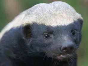平头哥是什么动物，是蜜獾 世界上最无所畏惧的动物 平头哥是什么动物台风