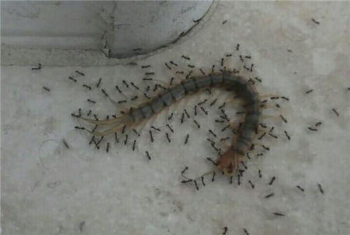 蜈蚣VS一群小蚂蚁 结果蜈蚣惨败 被蚂蚁抬着走