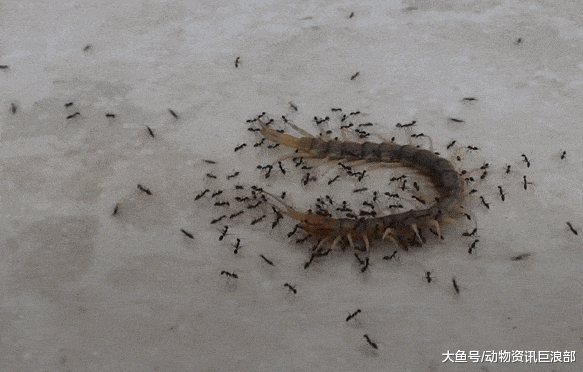 蜈蚣VS一群小蚂蚁 结果蜈蚣惨败 被蚂蚁抬着走