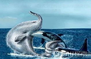 1922年南非海怪是什么，被称为长毛鱼 疑似鲸鱼尸体