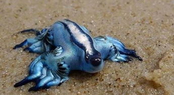 女孩沙滩上发现蓝色生物,触摸后母亲连忙送到医院