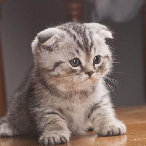 抬杠精上线,在线分析折耳猫发病是必然,没有侥幸