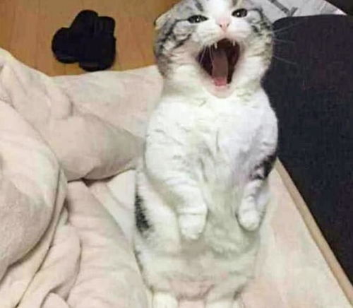 主人醒来发现猫咪不睡觉,一直站在自己身边,得知原因心疼不已