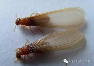 大水蚁飞进屋里怎么办，一定要做这四种办法根治白蚁 大水蚁飞进屋里能活多久