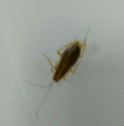 室内经常出现这样的小虫子有黄豆那么大,是什么虫 有什么办法根除