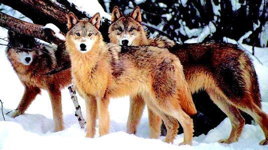 狈是什么动物真实存在吗，误传为骑在狼上行走的动物 附图片 狼狈的狈是什么动物